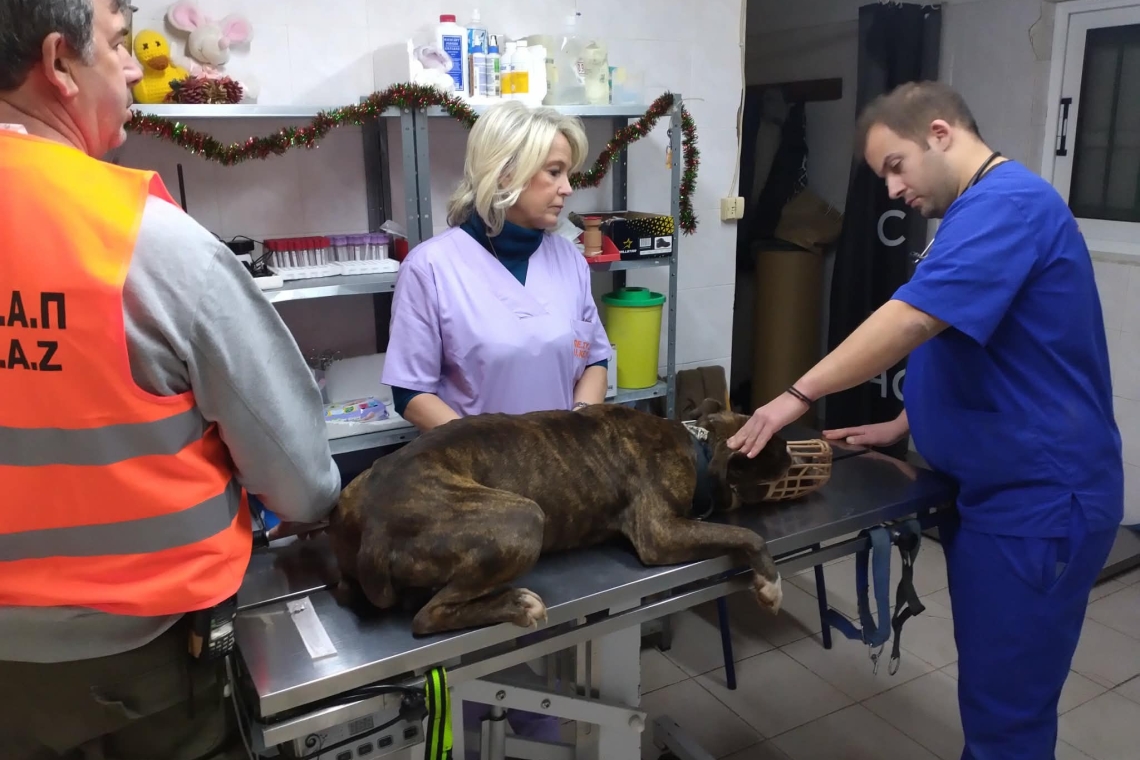 Στο ΔΙΚΕΠΑΖ μεταφέρθηκε ο σκύλος που σκότωσε το αγοράκι στη Ζάκυνθο