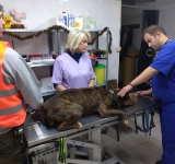 Στο ΔΙΚΕΠΑΖ μεταφέρθηκε ο σκύλος που σκότωσε το αγοράκι στη Ζάκυνθο