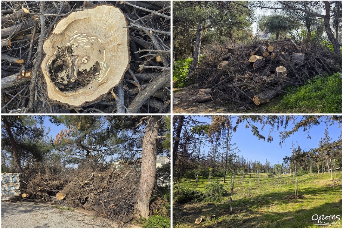 Νίκαια: Σχέδιο αξιοποίησης και αποκατάστασης για το Άλσος Αγίου Φιλίππου