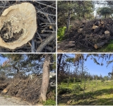 Νίκαια: Σχέδιο αξιοποίησης και αποκατάστασης για το Άλσος Αγίου Φιλίππου